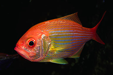 Skip's Underwater Image Gallery > New Zealand Image Gallery 2