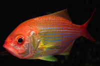 Centroberyx affinis