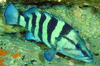 Acanthistius cinctus