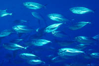 Bathystethus cultratus