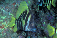Evistias acutirostris