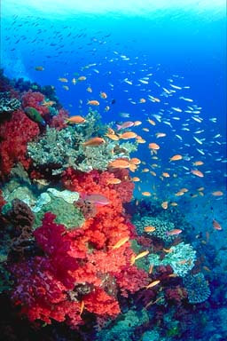 Skip's Underwater Image Gallery > Tropical Images
