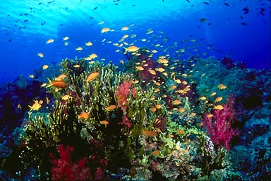 Skip's Underwater Image Gallery > Tropical Images