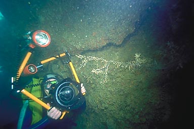 Skip's Underwater Image Gallery > New Zealand Image Gallery 2