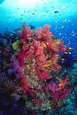 Skip's Underwater Image Gallery > Tropical Images