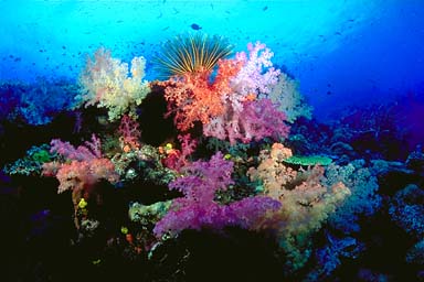 Skip's Underwater Image Gallery > Tropical Images