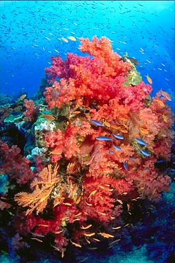 Skip's Underwater Image Gallery > Tropical Images