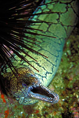 Skip's Underwater Image Gallery > New Zealand Image Gallery 2