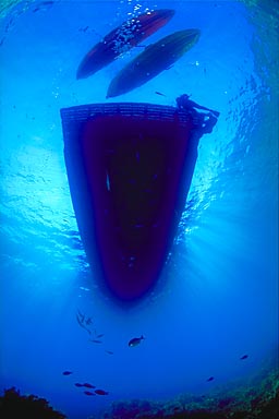 Skip's Underwater Image Gallery > New Zealand Image Gallery 2