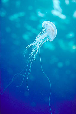 Skip's Underwater Image Gallery > New Zealand Image Gallery 2
