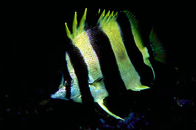 Skip's Underwater Image Gallery > New Zealand Image Gallery 2