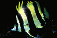 Amphichaetodon howensis