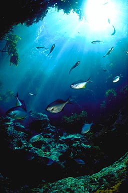 Skip's Underwater Image Gallery > New Zealand Image Gallery 2