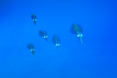 Skip's Underwater Image Gallery > New Zealand Image Gallery 2
