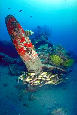 Skip's Underwater Image Gallery > Tropical Images