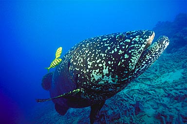 Skip's Underwater Image Gallery > Tropical Images