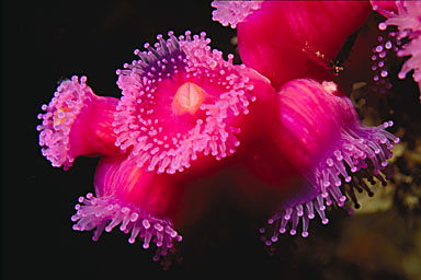 Skip's Underwater Image Gallery > New Zealand Image Gallery 2