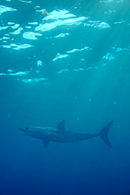 Skip's Underwater Image Gallery > New Zealand Image Gallery 2