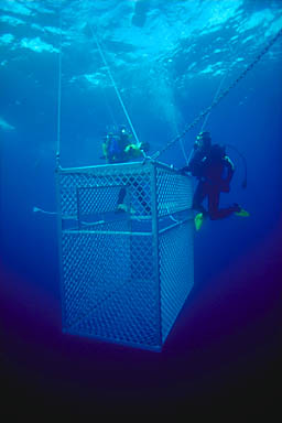 Skip's Underwater Image Gallery > New Zealand Image Gallery 2