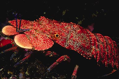 Skip's Underwater Image Gallery > New Zealand Image Gallery 2