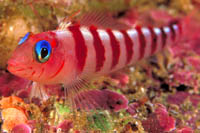 Notoclinops segmentatus
