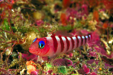 Skip's Underwater Image Gallery > New Zealand Image Gallery 2