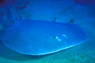 Skip's Underwater Image Gallery > New Zealand Image Gallery 2