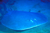 Torpedo fairchildi