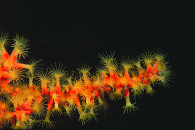 Skip's Underwater Image Gallery > New Zealand Image Gallery 2
