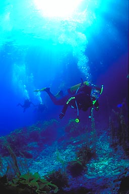 Skip's Underwater Image Gallery > New Zealand Image Gallery 2