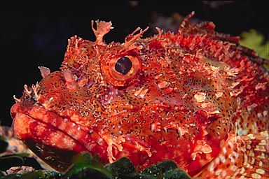 Skip's Underwater Image Gallery > New Zealand Image Gallery 2